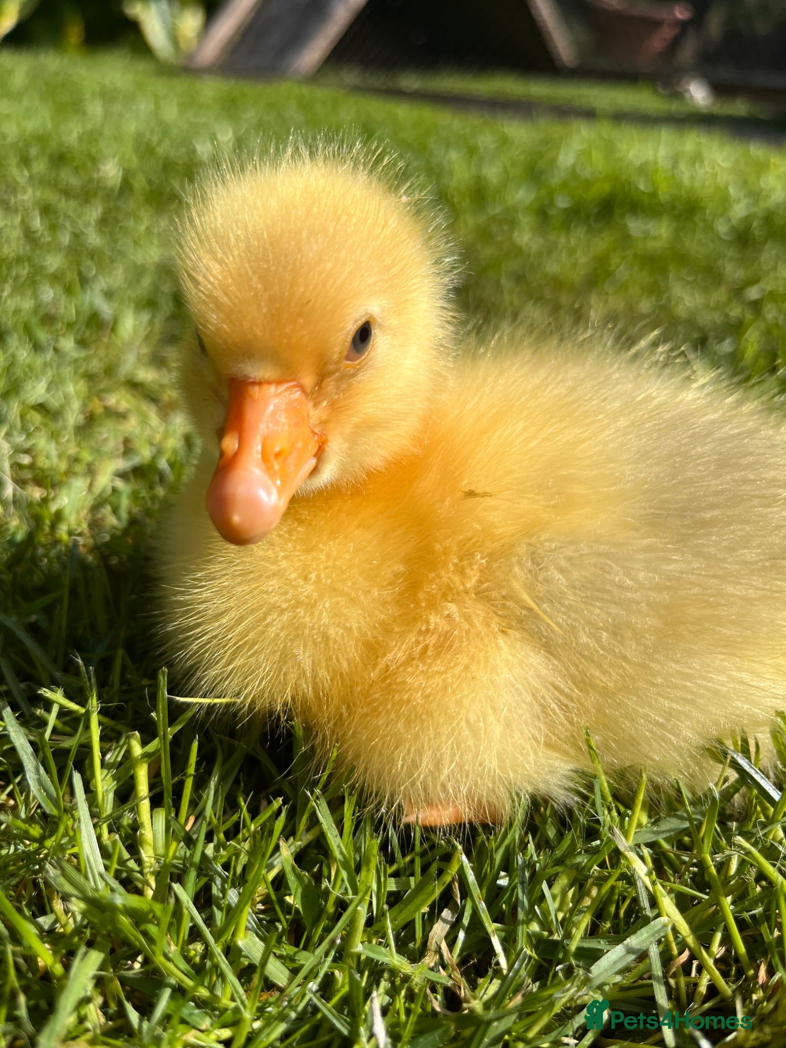 Geese poultry Week old Emden gosling pair - Advert 3