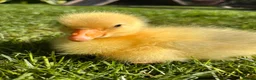 Geese poultry for sale: Week old Emden gosling pair in Swansea - Advert 1
