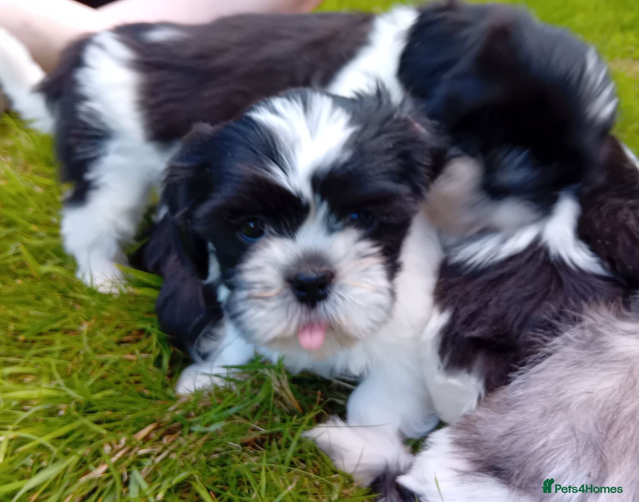 Mixed Breed dogs Lhasa X shihtzu pups  - Advert 2
