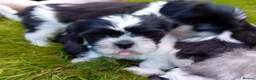 Mixed Breed dogs for sale: Lhasa X shihtzu pups  - Advert 2