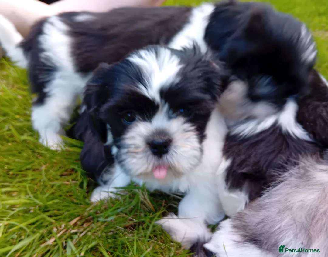 Mixed Breed dogs for sale: Lhasa X shihtzu pups  - Advert 2