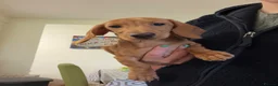 Miniature Dachshund dogs for sale: ⭐️⭐⭐️⭐️⭐️ Last 1 Male Miniature Dachshund Left - Advert 7