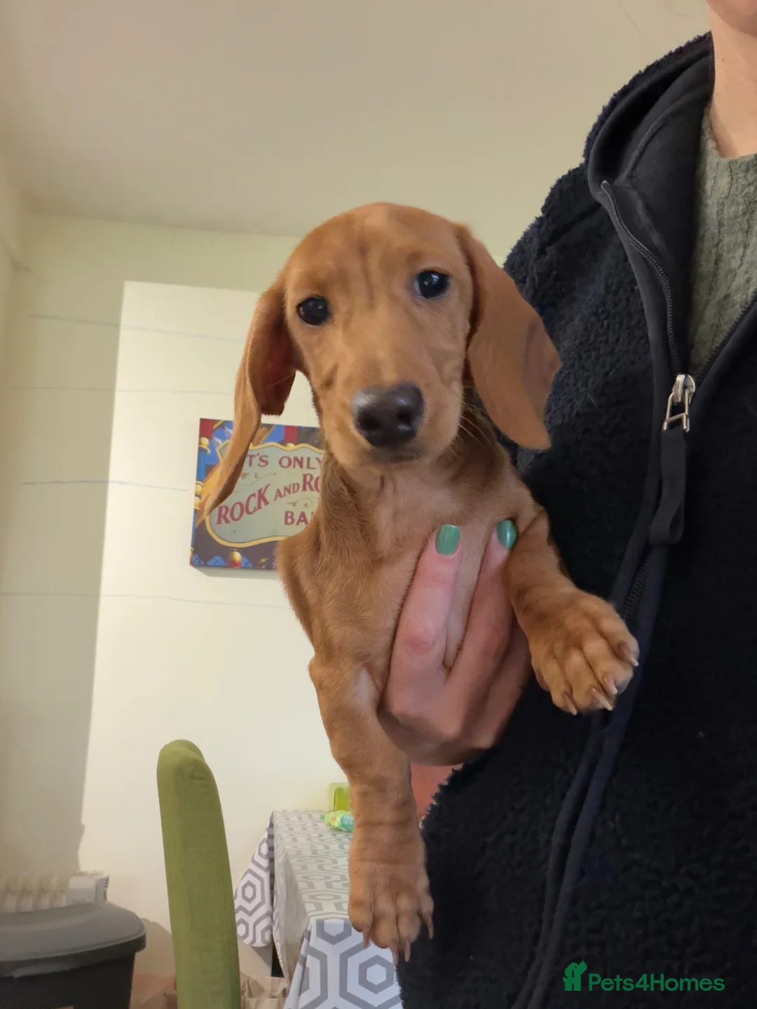 Miniature Dachshund dogs for sale: ⭐️⭐⭐️⭐️⭐️ Last 1 Male Miniature Dachshund Left - Advert 7