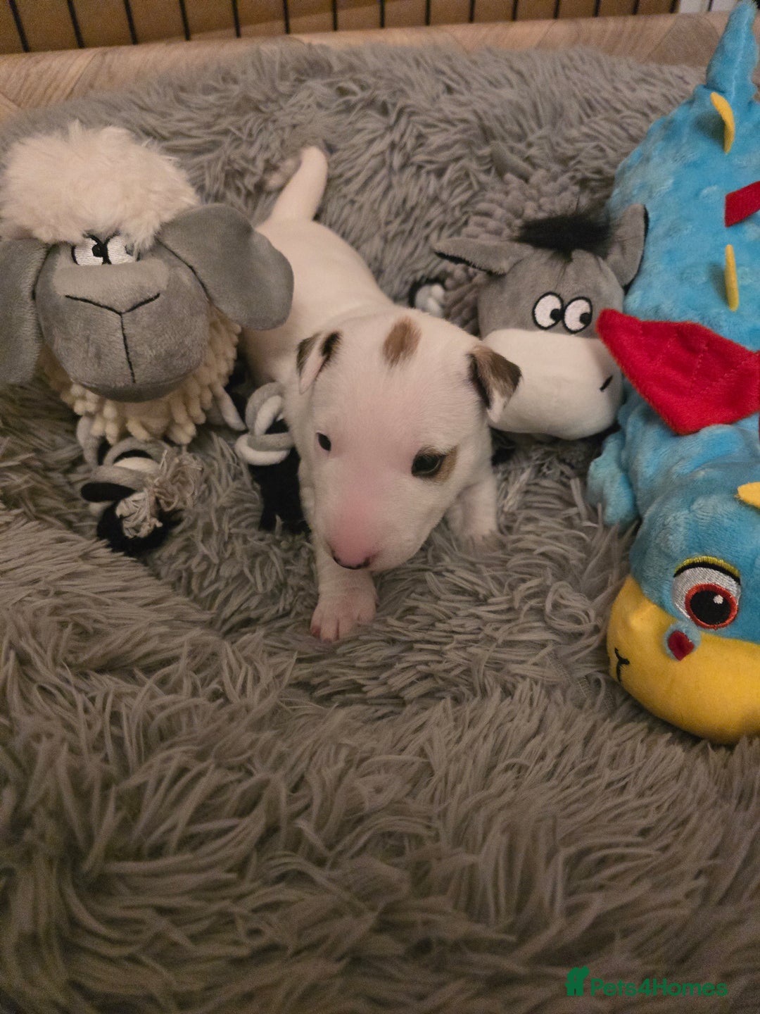 Miniature Bull terrier dogs for sale: Miniature Bull Terrier  - Image 3
