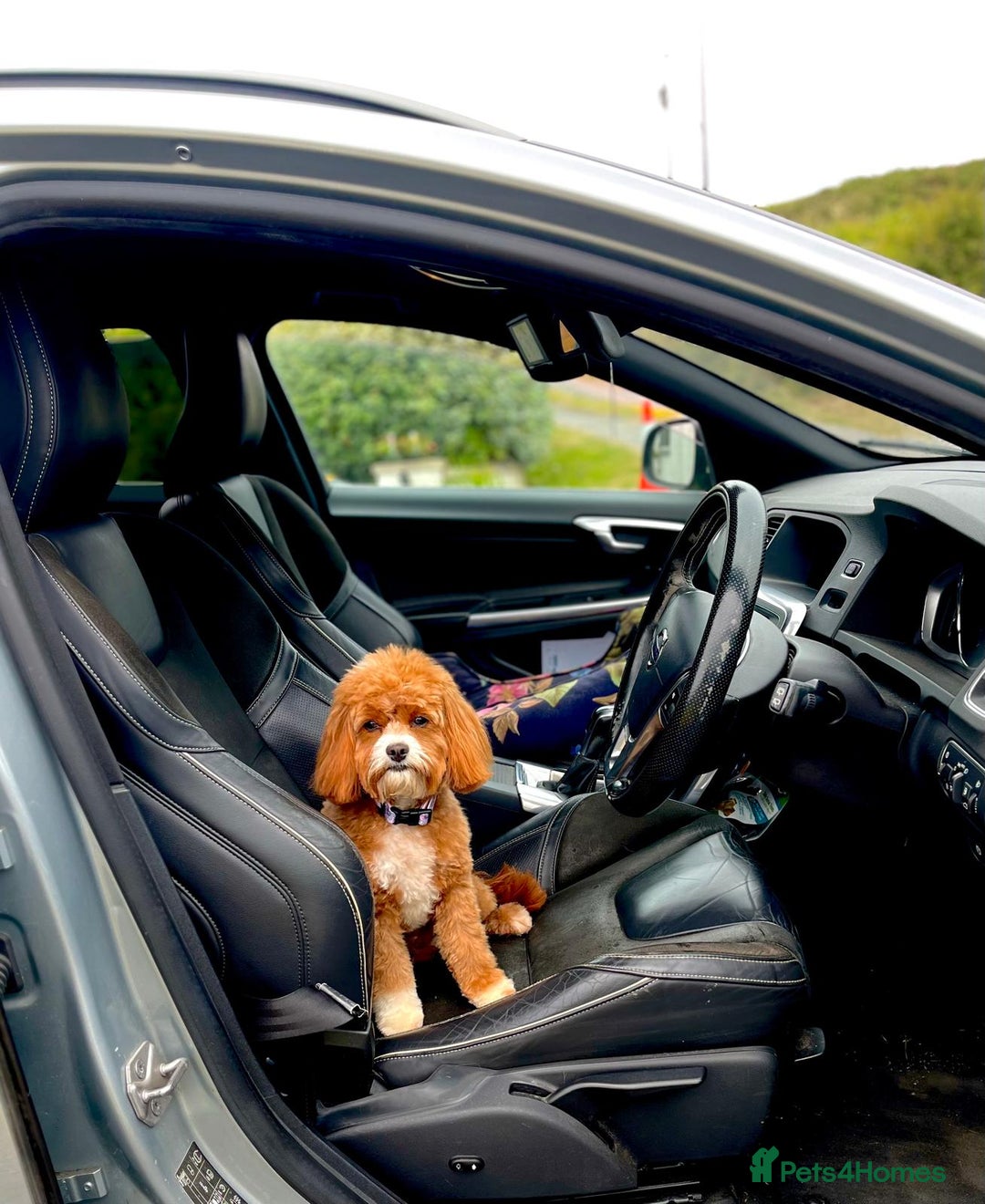 Cavapoo dogs for sale: Stunning F1b Cavapoo puppies  - Advert 13