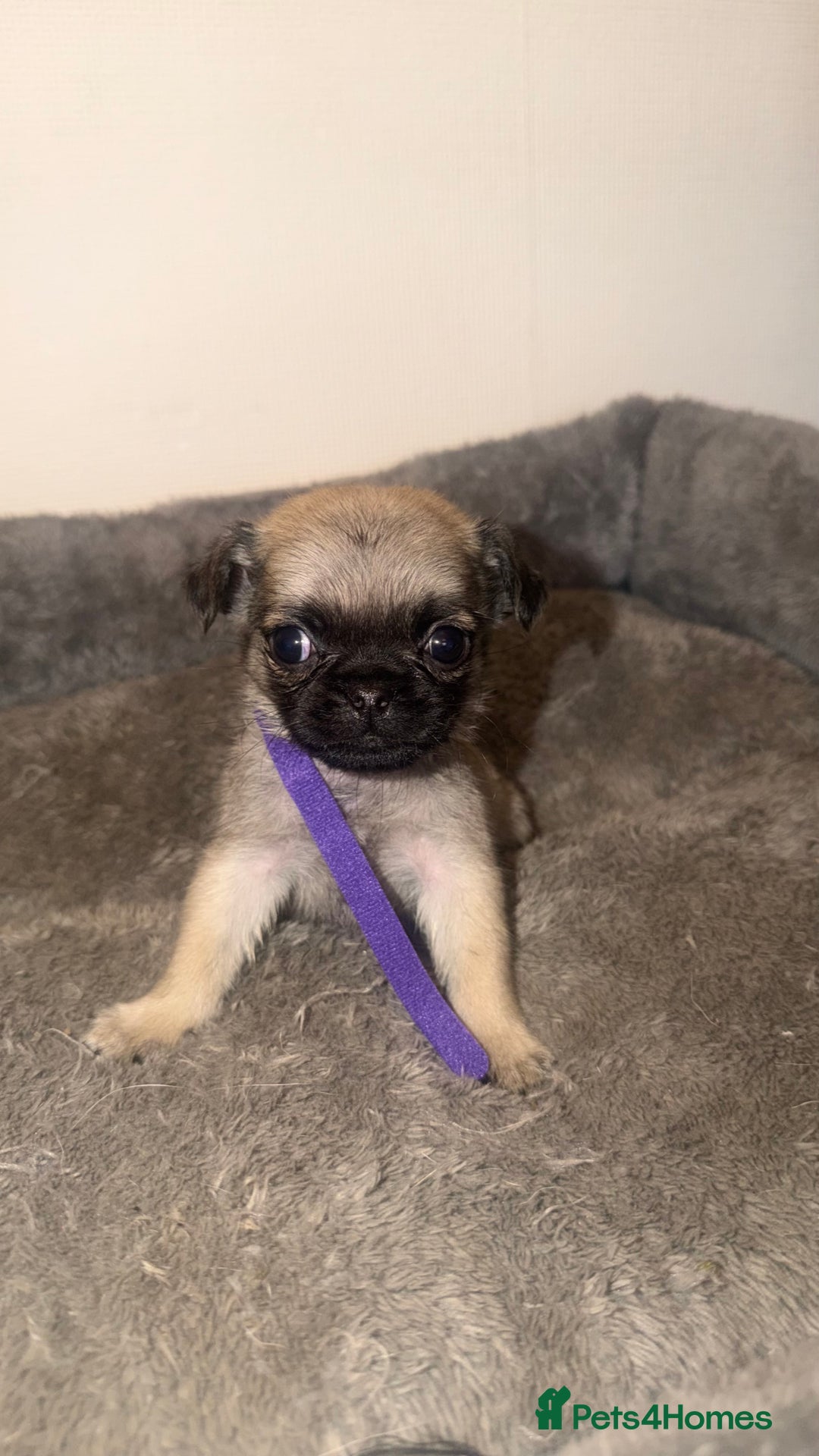 Pug dogs for sale: Beautiful Litter of 6 Pug Puppies, Rare Colours  - Advert 9