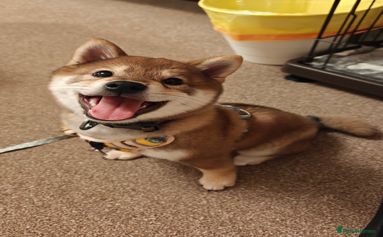 Japanese Shiba Inu dogs - Advert 8