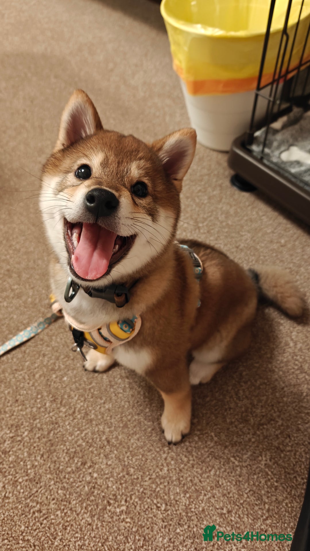 Japanese Shiba Inu dogs for sale: Chunky Mame Shiba Inu with NMSA Certificate - Image 1