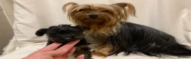 Yorkshire Terrier Puppy 2