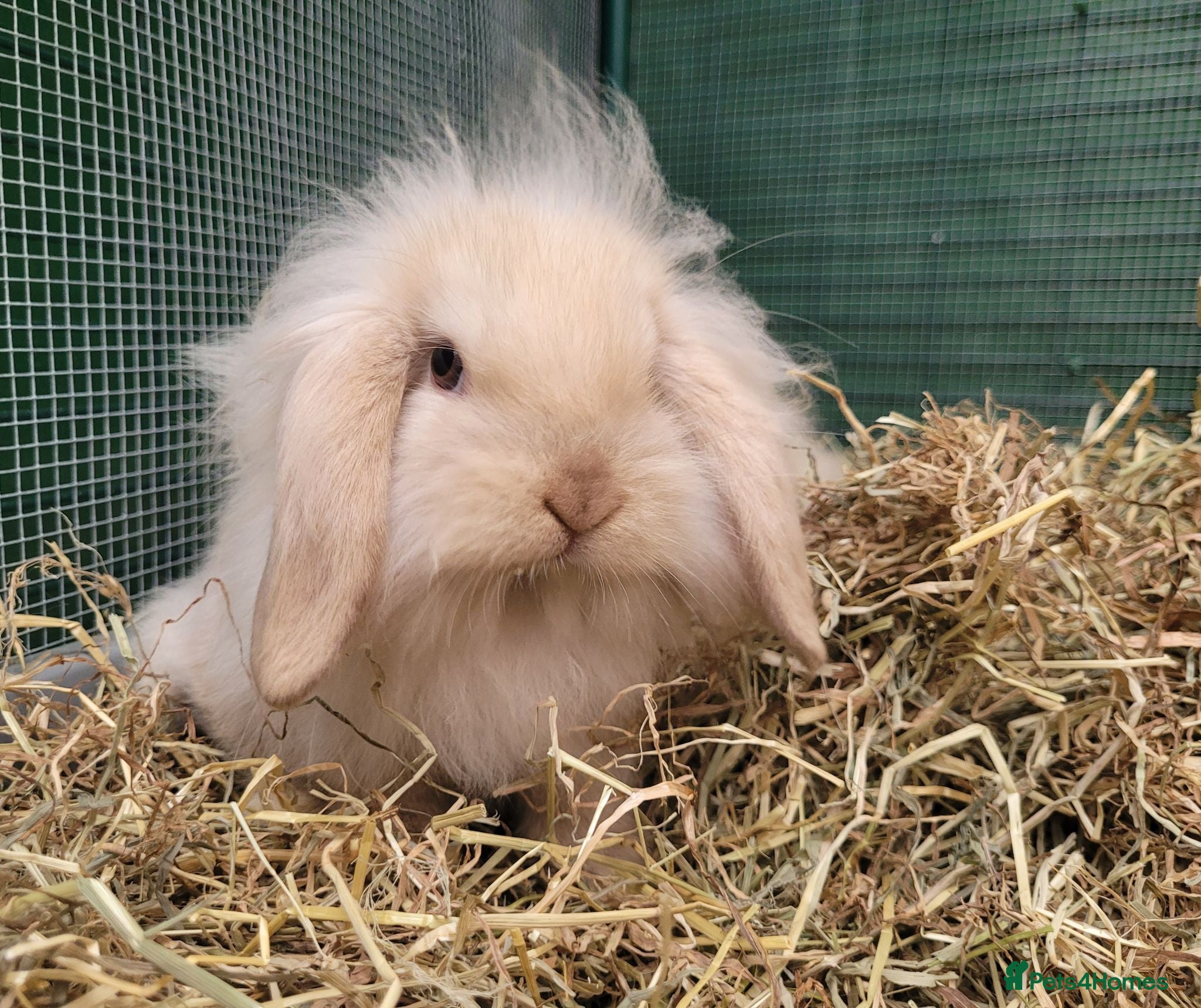 Mini Lion Lop rabbits Adorable Mini Lion Lops - READY JULY 1ST - Advert 1