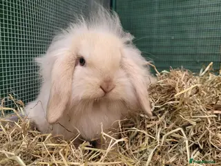 Mini Lion Lop rabbits Adorable Mini Lion Lop - ONE LEFT - Advert 1