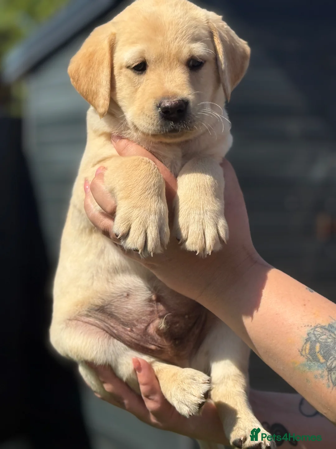 Labrador Retriever dogs for sale: Labrador puppies  - Advert 2
