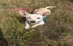 Chihuahua dogs for adoption: Brave little Peanut - Image 1