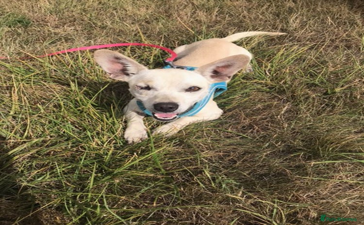 Chihuahua dogs - Advert 1