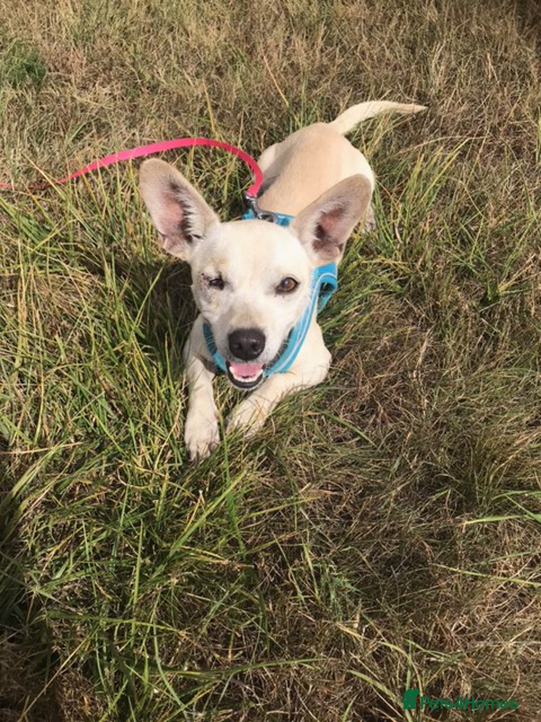 Chihuahua dogs for adoption: Brave little Peanut - Image 1