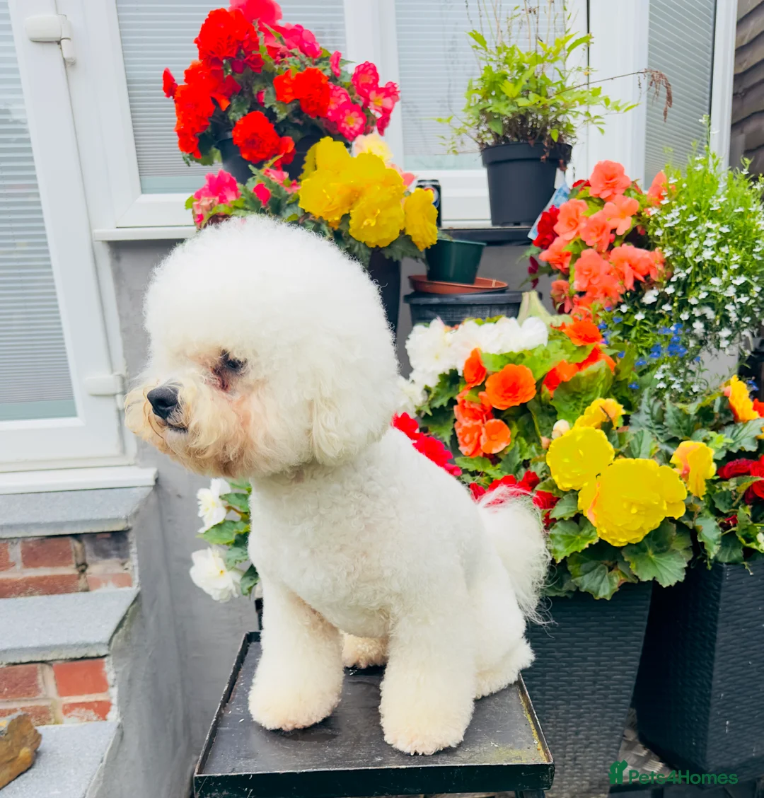 Bichon Frise dogs for stud: Bichon frise for stud - Advert 5