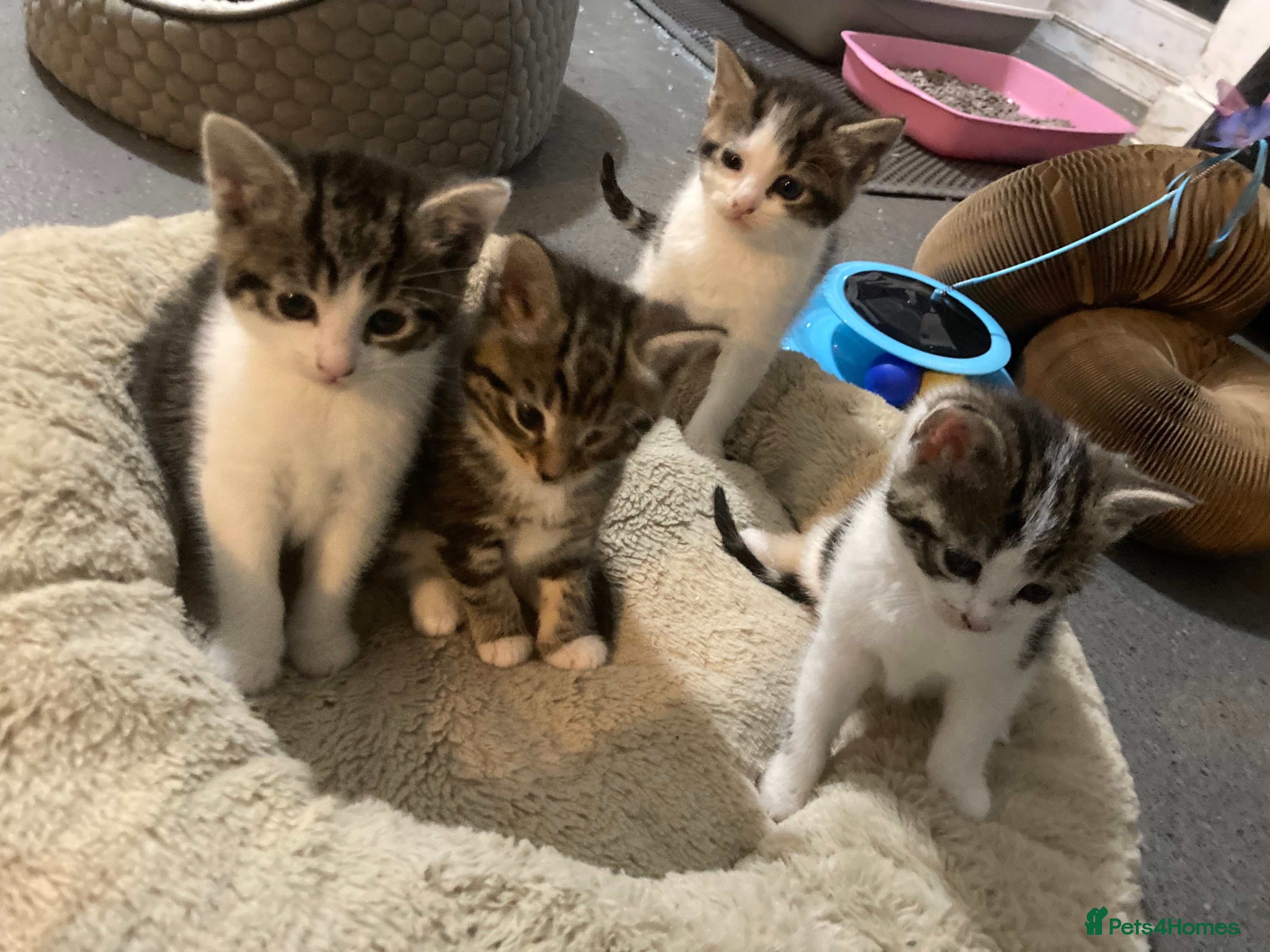 Mixed Breed cats 4 ADORABLE LITTLE KITTENS 2 BOYS & 2 GIRLS - Advert 1