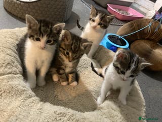 Mixed Breed cats 4 ADORABLE LITTLE KITTENS 2 BOYS & 2 GIRLS - Advert 1