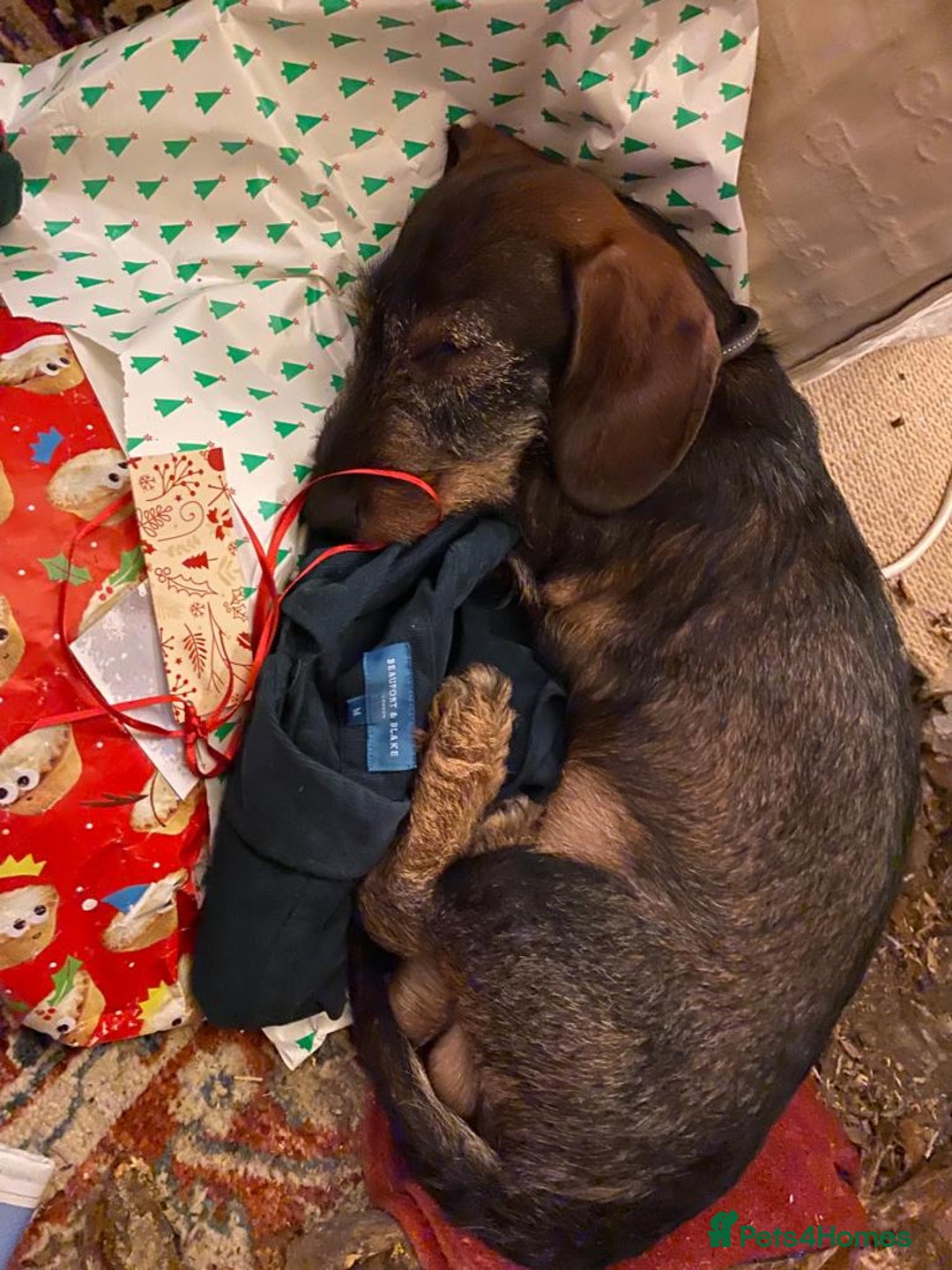 Miniature Dachshund dogs for stud: Looking for wife! Mini Wirehaired Dachshund - Image 16