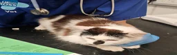 Mixed Breed cats for adoption: Two Cats for Indoor Adoption Together  - Advert 11