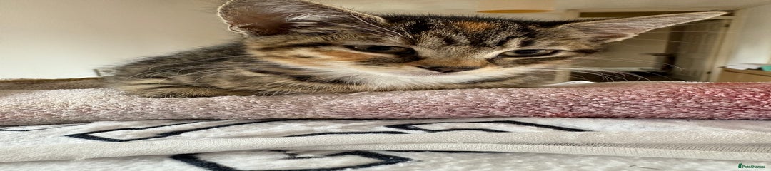 Mixed Breed Kitten 2