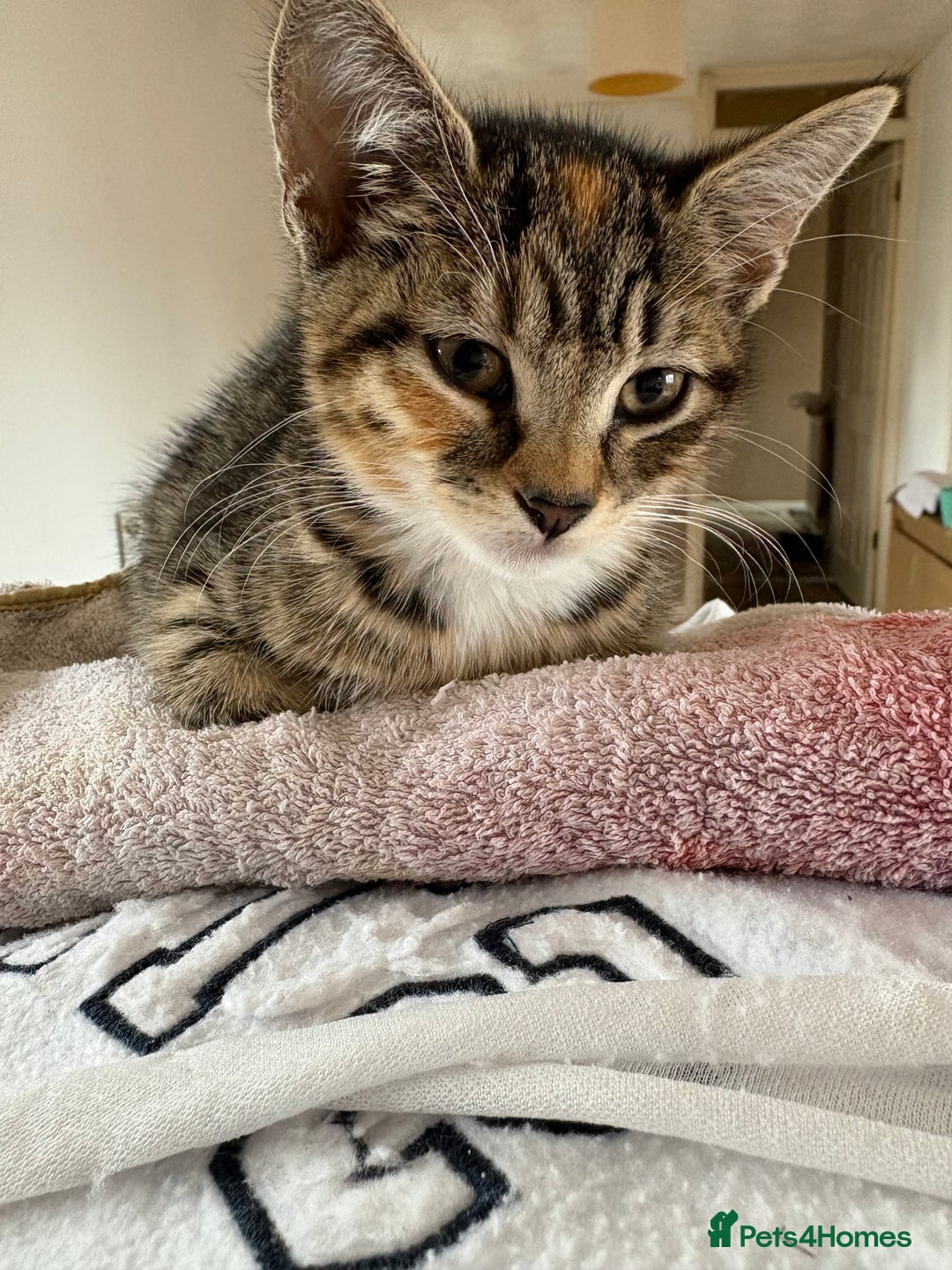Mixed Breed cats for sale: Boy and girl mixed breed available  - Image 3