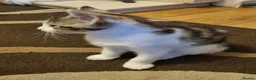 Mixed Breed cats for sale: Kitten for sale - Advert 4