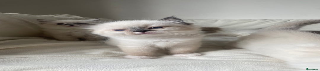Ragdoll Kitten 3