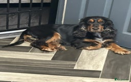 Cocker Spaniel dogs for sale: Forever home needed for rosie - Advert 1