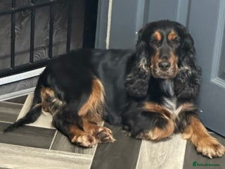 Cocker Spaniel dogs Forever home needed for rosie - Advert 2