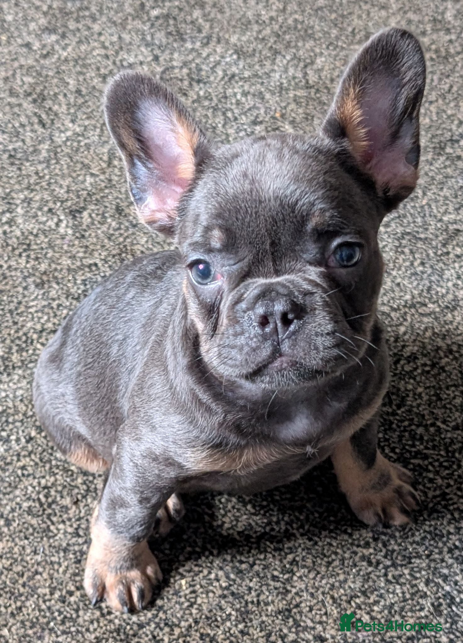 French Bulldog dogs Last beautiful boy looking for a home!! - Advert 17