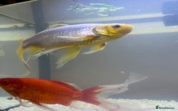 Goldfish fish for sale: Got pair of beautiful Goldfish  - Image 2