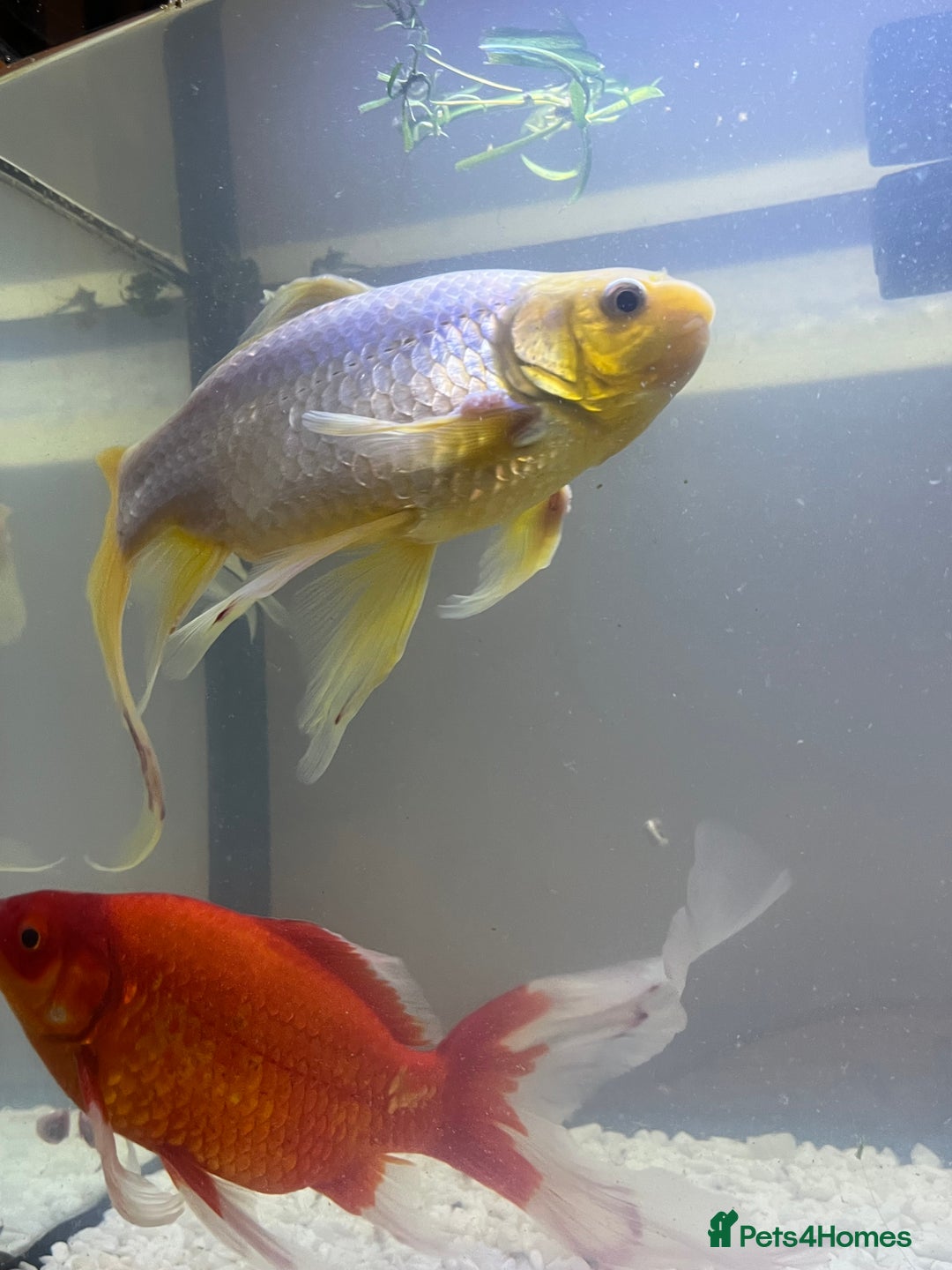 Goldfish fish for sale: Got pair of beautiful Goldfish  - Image 2