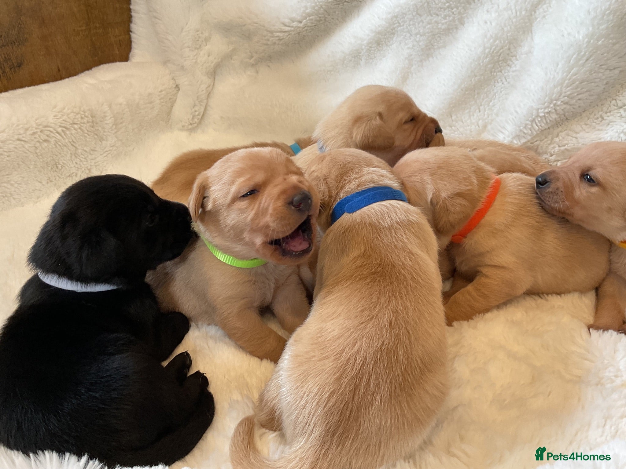 Labrador Retriever dogs DNA tested KC reg Labrador puppies - Advert 2