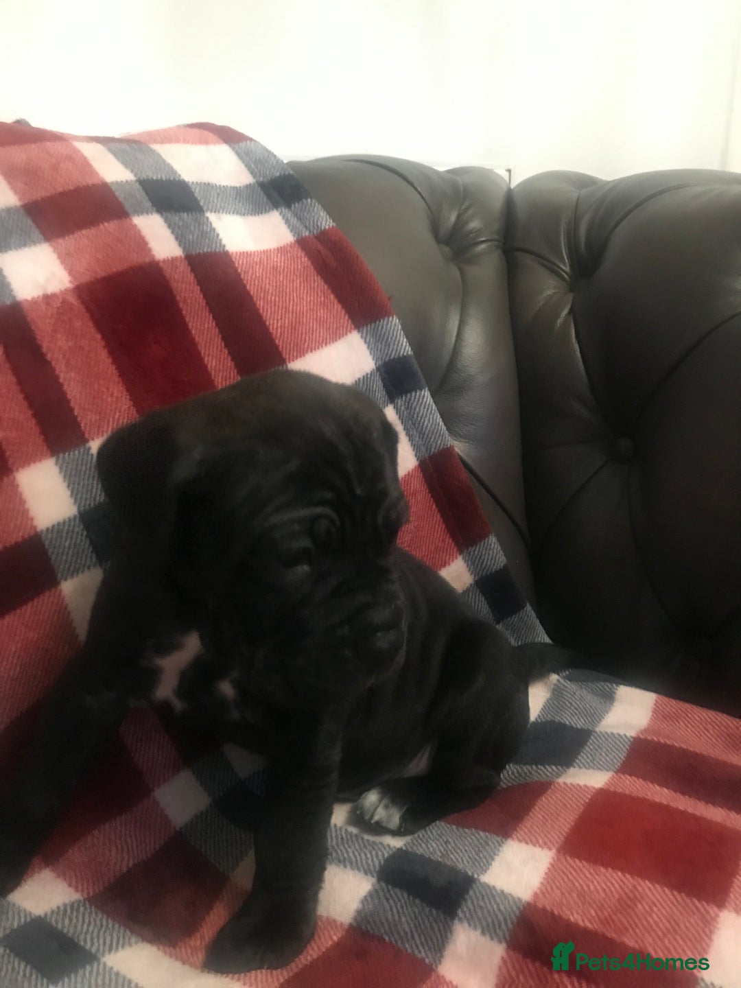 Cane Corso dogs for sale: ONE & ONLY UK LITTER DEL DYRIUM BLOOD LINES  🖤  - Advert 19