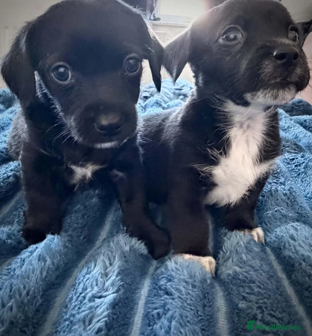 Mixed Breed dogs for sale: Dachshund & maltese Mauxie - Advert 2