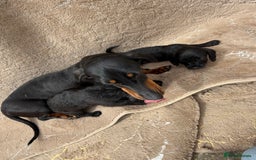 Doxiepoo dogs for sale: Daxi poos - Image 22