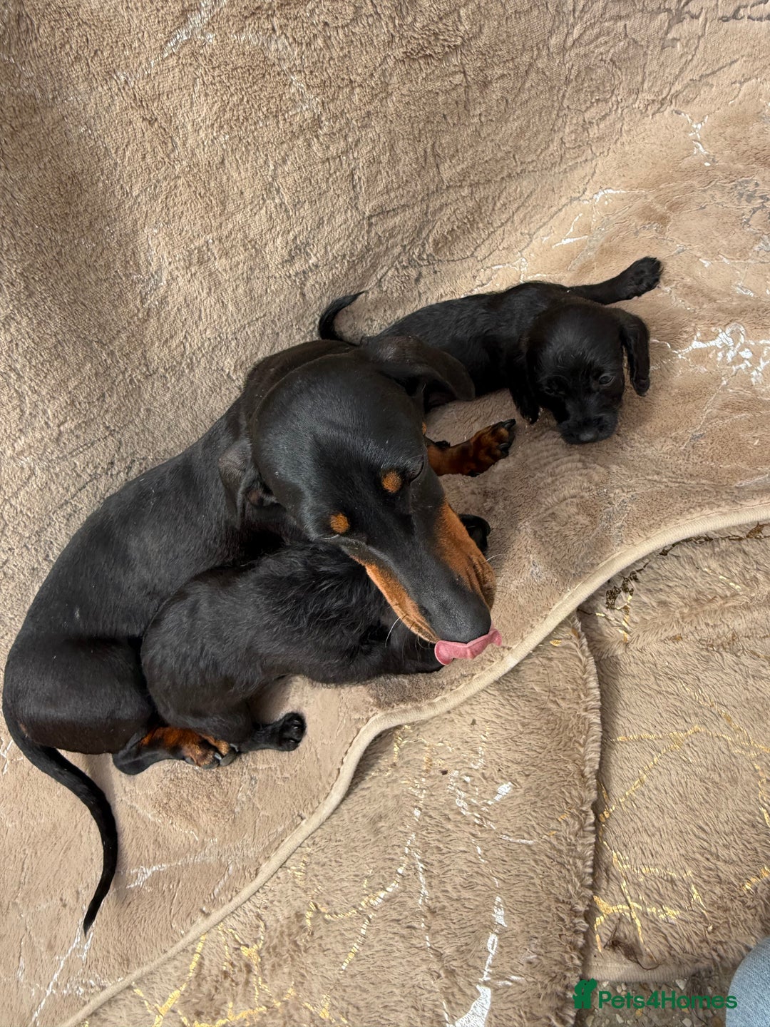 Doxiepoo dogs for sale: Daxi poos - Image 22