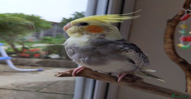 Cockatiels birds - Advert 16