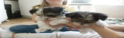 Yorkshire Terrier dogs for sale: Three Beautiful Little Yorkshire Terrier Puppies in Exeter - Advert 26