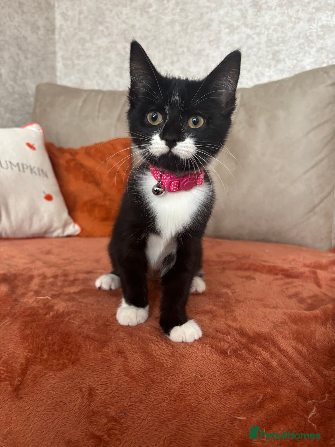 Mixed Breed cats for sale: Female kitten  - Image 2