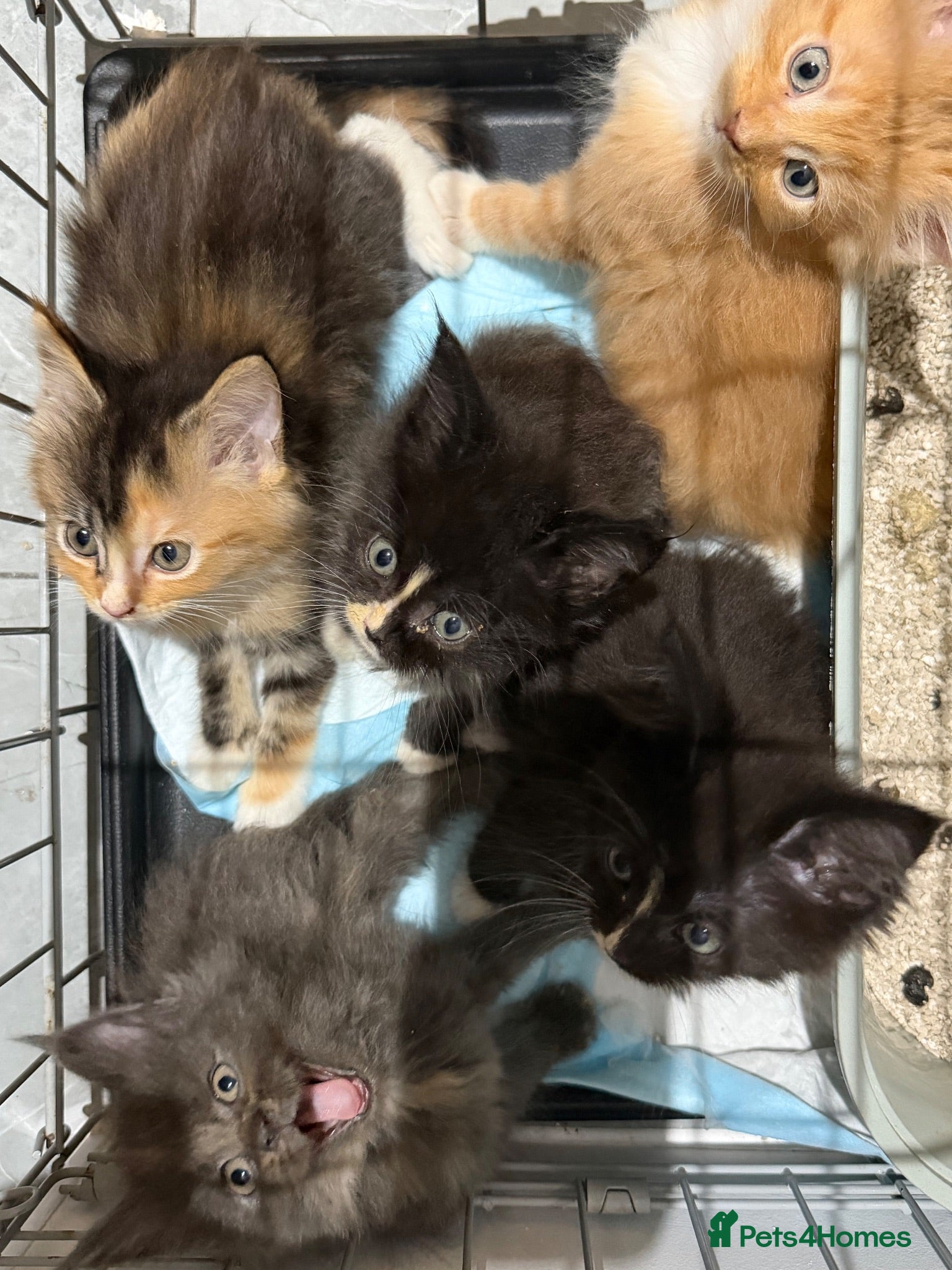 Maine Coon cats Maincoon kittens  - Advert 1