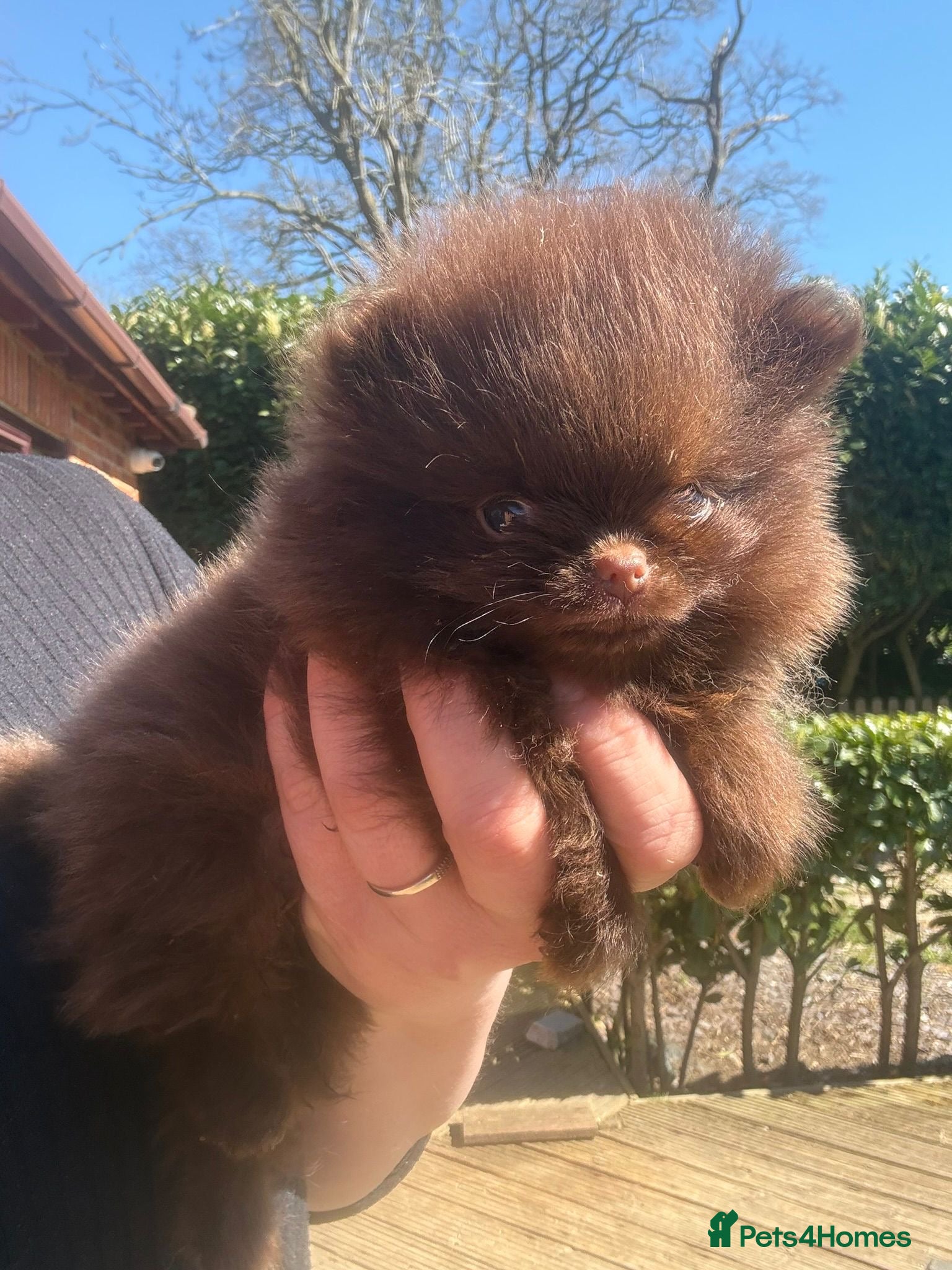 Pomeranian dogs 🧸 Micro Teddy Bear Thai Line  🧸 - Advert 2