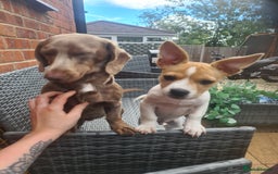 Mixed Breed dogs for sale: Beautiful ozzy - Image 1