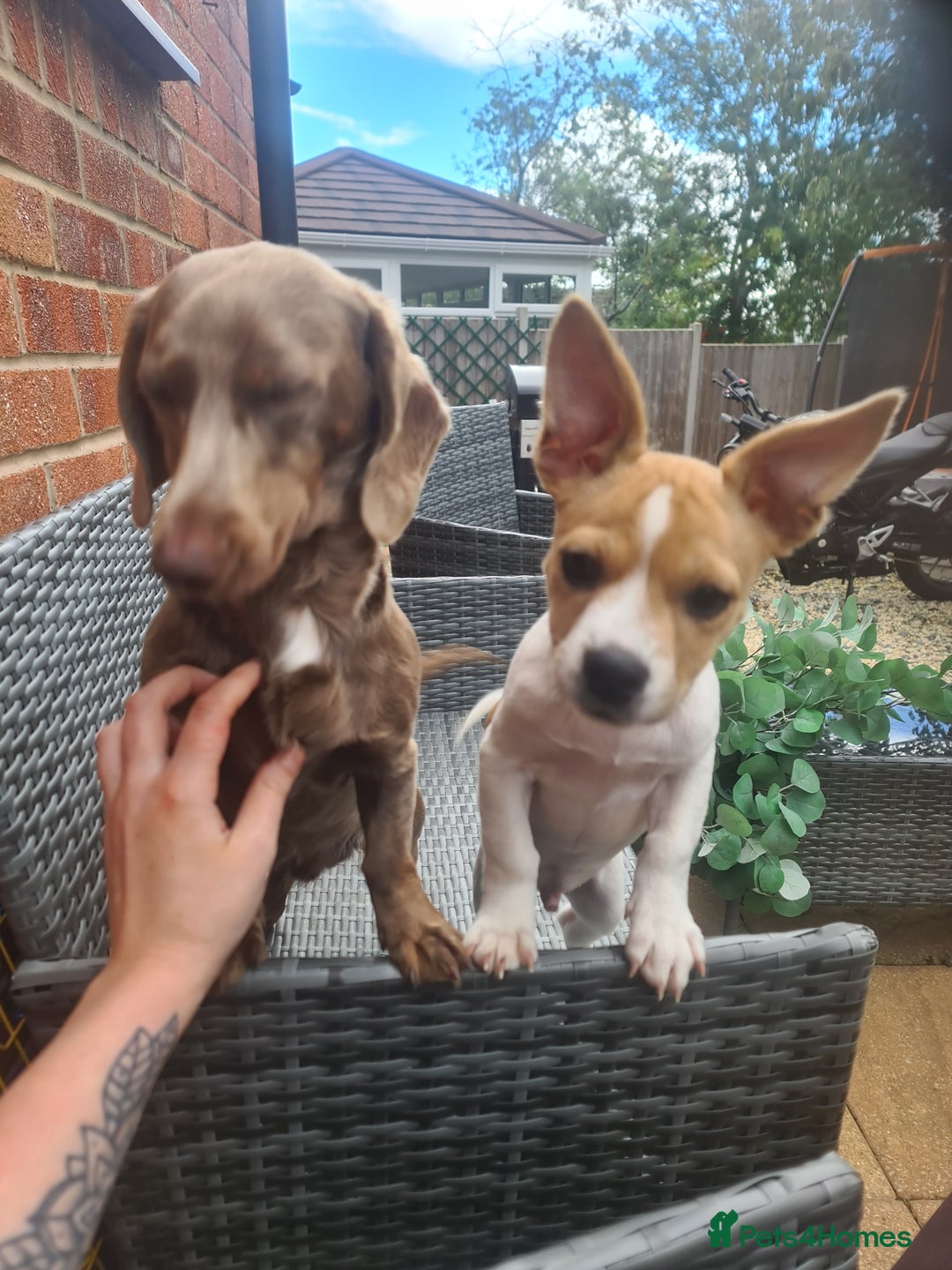 Mixed Breed dogs for sale: Beautiful ozzy - Image 1