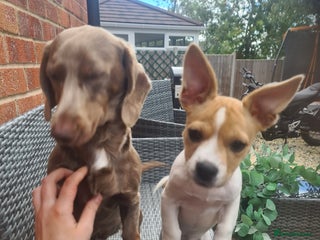 Mixed Breed dogs - Advert 20