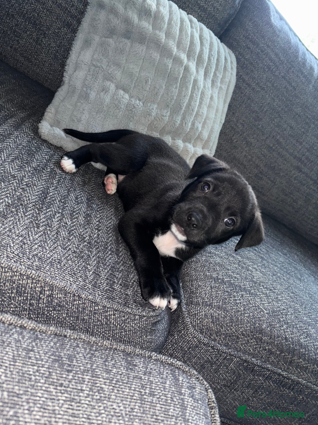 Mixed Breed dogs for sale: 11 week old Staff cross X Border collie cross - Advert 3