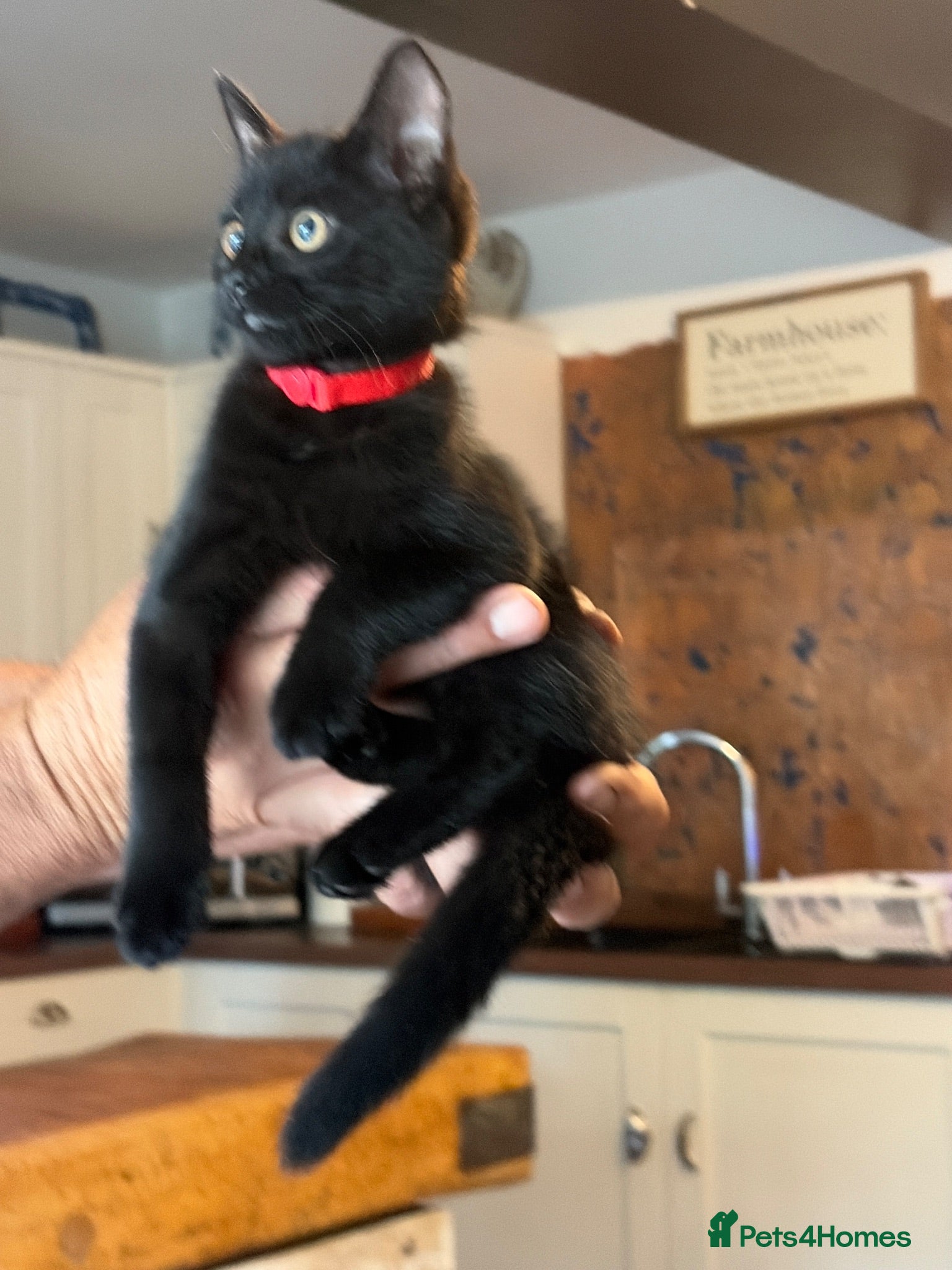 Mixed Breed cats Beautiful black female kitten - Advert 5