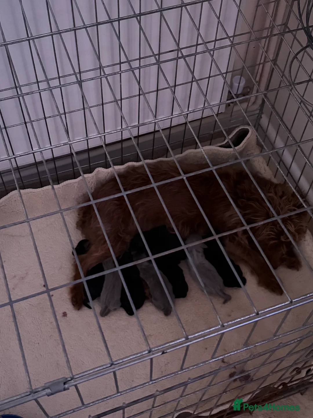 Jack Russell dogs for sale: Jack Russel  - Advert 12