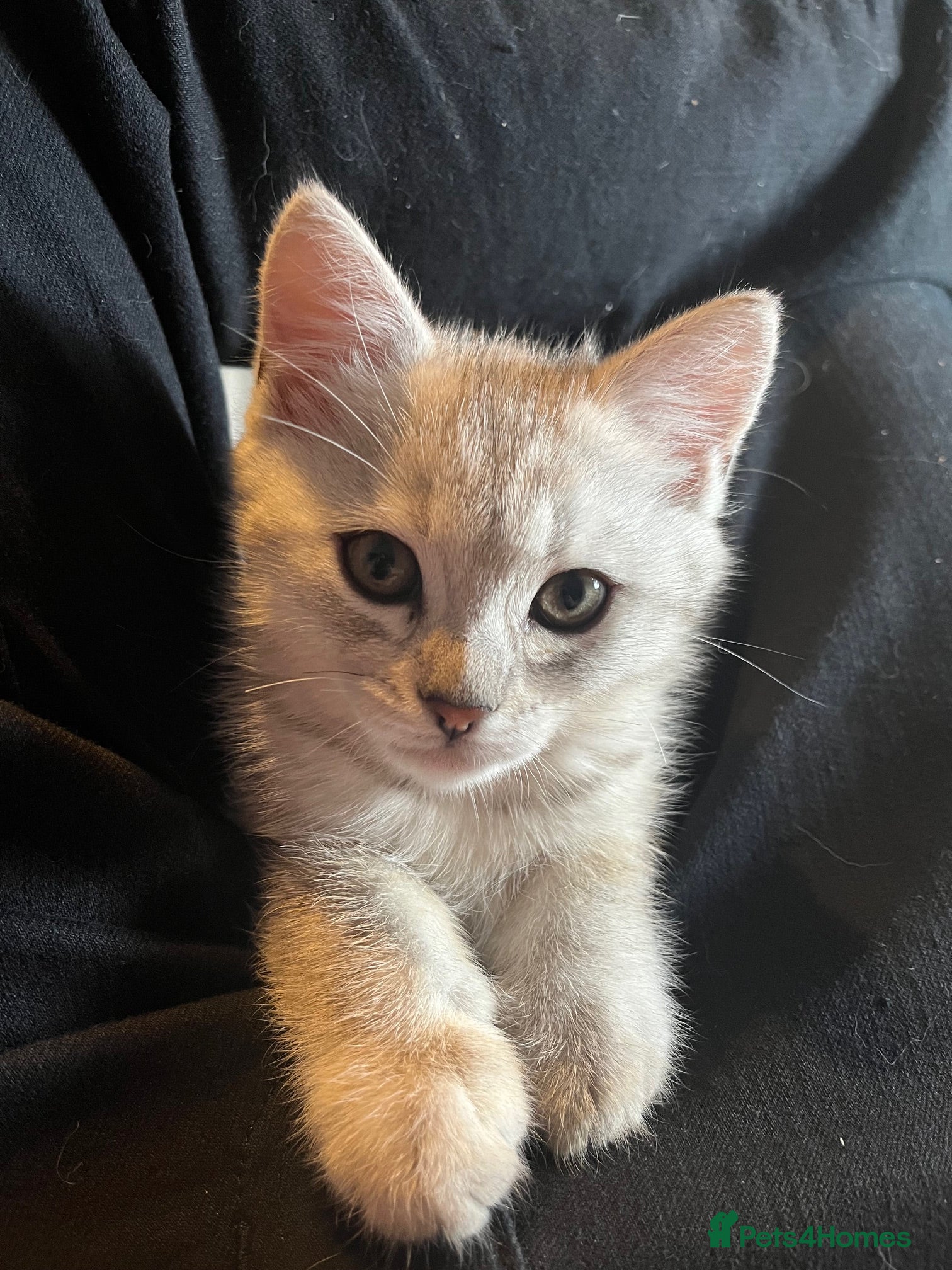 British Shorthair cats for sale: BHS x kittens - Advert 13